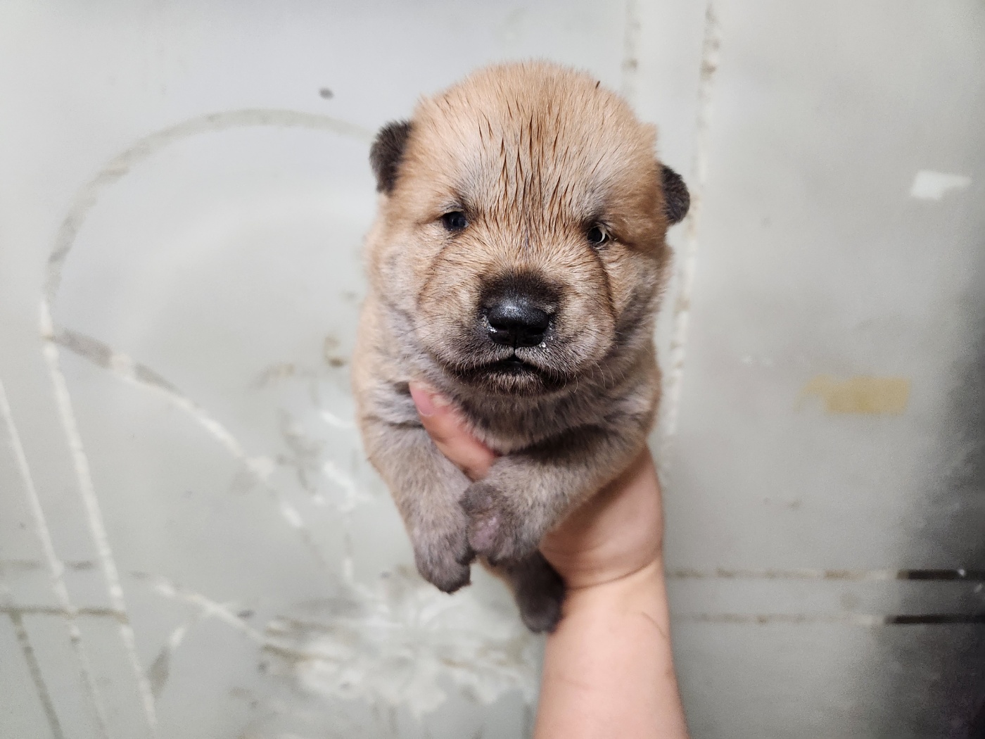 광주TNR동물병원초월_441554202401589